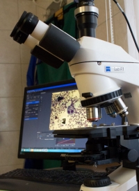 Mikroskopische Untersuchung
